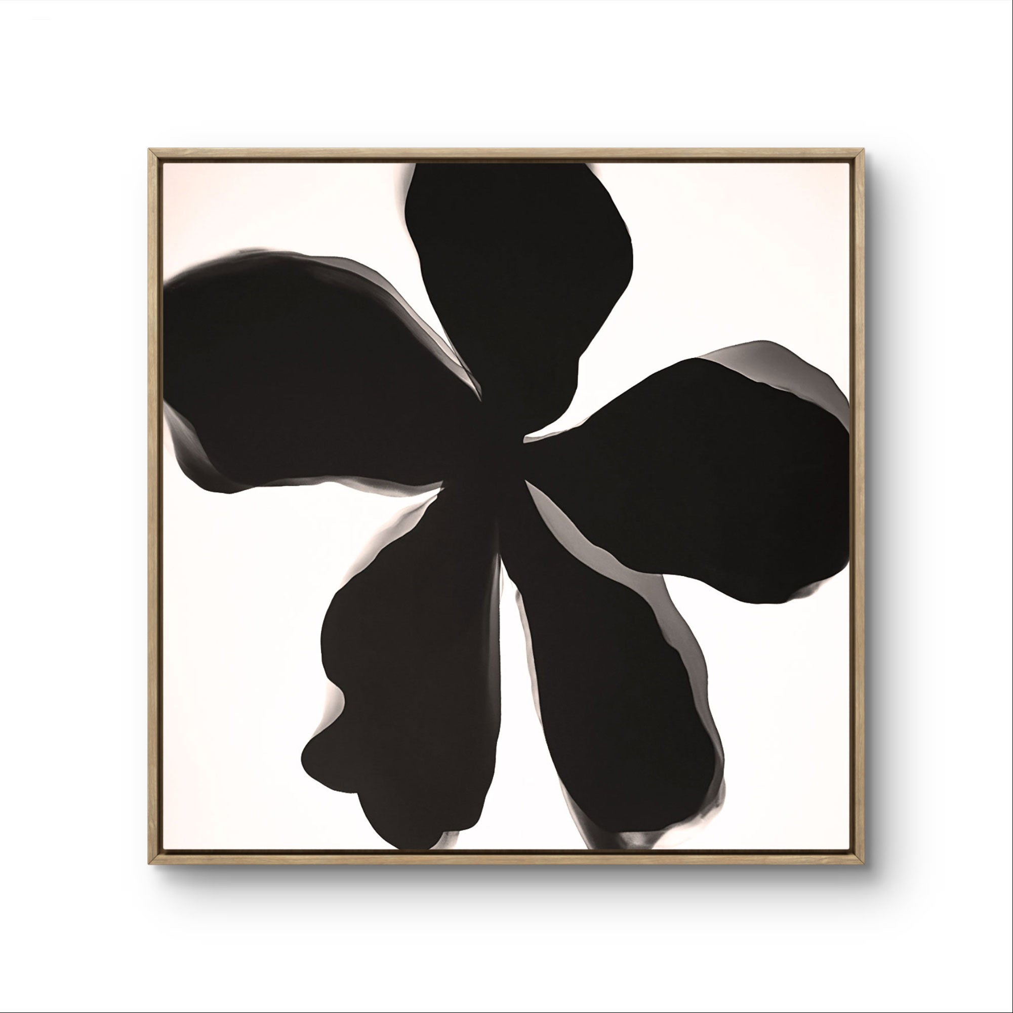 Monochrome Bloom Tony Illustrations